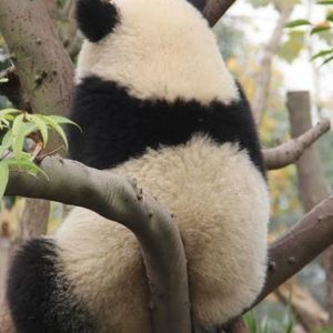 Meet your Posher, Wen jie